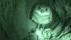 BURROW-CAMS  /  BURROW-CAMS (HÖHLENFILME)