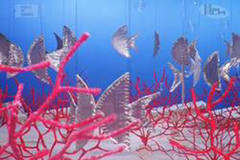 Rif / Reef Rif / Reef