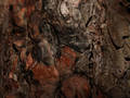 Le Chant de L`Arbre / The Sound of the Tree Le Chant de L`Arbre / The Sound of the Tree