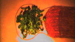 SEEDS