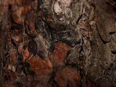 Le Chant de L`Arbre / The Sound of the Tree