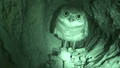 BURROW-CAMS   /  BURROW-CAMS (HÖHLENFILME)