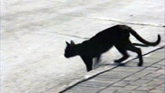 TRAVERSEE DE CHAT