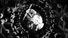 ERÄÄN HYÖNTEISEN TUHO  /  THE DEATH OF AN INSECT