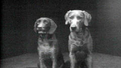 DOG DUETT