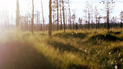 MITEN MARJOJA POIMITAAN  /  HOW TO PICK BERRIES