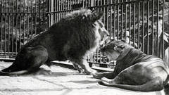 KAISER WILHELM IM TIERPARK HAGENBECK