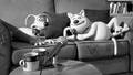 CREATURE COMFORTS