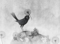 Volgens de Vogels / According to Birds