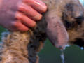 Lamb