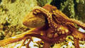 LES AMOURS DE LA PIEUVRE  /  THE LOVE LIFE OF THE OCTOPUS
