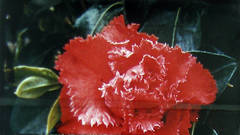 TUSSLEMUSCLE