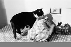 Der Schn�ffler / The Sleuth