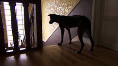 LA DAME AU CHIEN / THE LADY WITH THE DOG LA DAME AU CHIEN / THE LADY WITH THE DOG