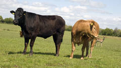THE HERD