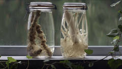 SINAIS DE SERENIDADE POR COISAS SEM SENTIDO  /  SIGNS OF STILLNESS OUT OF MEANINGLESS THINGS