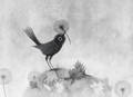 Volgens de Vogels / According to Birds