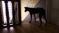 LA DAME AU CHIEN / THE LADY WITH THE DOG LA DAME AU CHIEN / THE LADY WITH THE DOG
