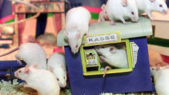 MOUSE PALACE