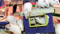 MOUSE PALACE