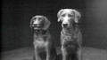 DOG DUETT