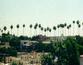 The Palm Tree Song Line The Palm Tree Song Line