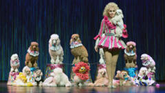 THE POODLE TRAINER