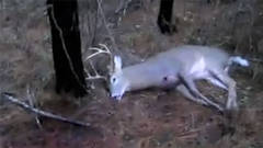 BUCK FEVER