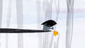 DER KLEINE VOGEL UND DAS BLATT  /  THE LITTLE BIRD AND THE LEAF