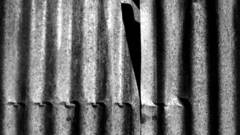 BLIGHT