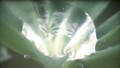 COMPOUND EYES NO. 1