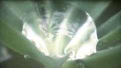COMPOUND EYES NO. 1
