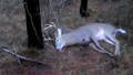 BUCK FEVER