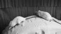DIE  ARKTIS SCHMILZT  /  THE ARCTIC IS MELTING