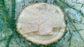 VUOSIRENGAS  /  TREE RING