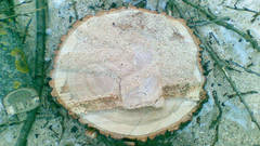 VUOSIRENGAS  /  TREE RING