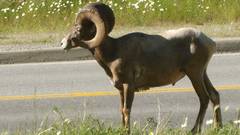 WO DER WIDDER STAND  ·  WHERE THE RAM STANDS