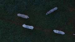 WOLVES FROM ABOVE