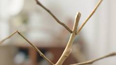 WALKING STICK