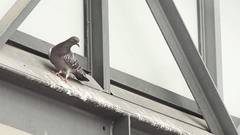 PIGEONS AND ARCHITECTURE