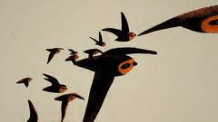 DER SCHORNSTEINSEGLER  ·  THE CHIMNEY SWIFT